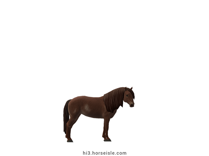 South African Miniature Horse Red Dun Coat